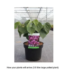 Cercis Chinensis 'Avondale' -Garden Central Sales Store CERC T67896 B h