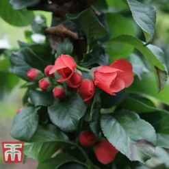Chaenomeles 'Orange Storm' -Garden Central Sales Store CHAE T79995 D