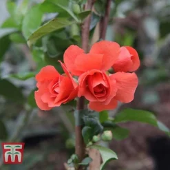Chaenomeles 'Orange Storm' -Garden Central Sales Store CHAE T79995 F