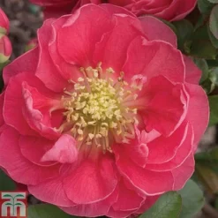 Chaenomeles 'Pink Storm' -Garden Central Sales Store CHAE T79996 A