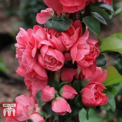 Chaenomeles 'Pink Storm' -Garden Central Sales Store CHAE T79996 E