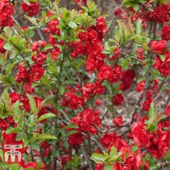 Chaenomeles 'Scarlet Storm' -Garden Central Sales Store CHAE T79997 B