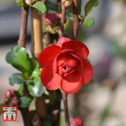 Chaenomeles 'Scarlet Storm' -Garden Central Sales Store CHAE T79997 E