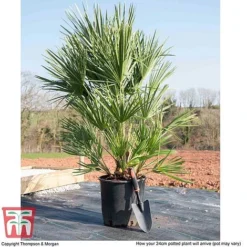 Chamaerops Humilis -Garden Central Sales Store CHAM T47761 L
