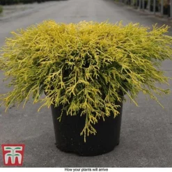 Chamaecyparis Pisifera 'Filifera Aurea' -Garden Central Sales Store CHAM T66138 E