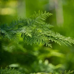 Chamaecyparis Lawsoniana 'Ivonne' -Garden Central Sales Store CHAM IVONNE S45283 NOW