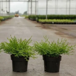 Chamaecyparis Obtusa 'Kamarachiba'