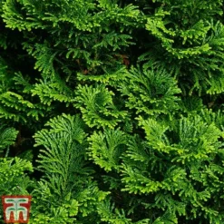 Chamaecyparis Obtusa 'Nana Gracilis'