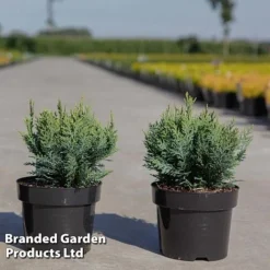 Chamaecyparis Lawsoniana Lawsoniana 'White Spot'