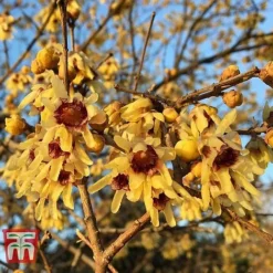 Chimonanthus Praecox -Garden Central Sales Store CHIM T58138 C