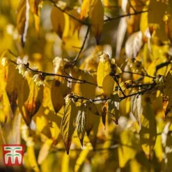 Chimonanthus Praecox -Garden Central Sales Store CHIM T58138 D