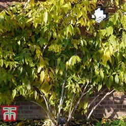 Chimonanthus Praecox -Garden Central Sales Store CHIM T58138 E