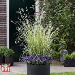 Chlorophytum Saundersiae 'Starlight' -Garden Central Sales Store CHLO KA8720 C