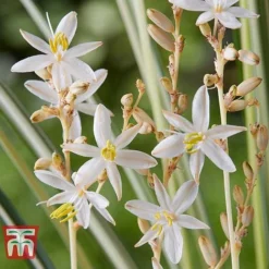 Chlorophytum Saundersiae 'Starlight' -Garden Central Sales Store CHLO KA8720 D