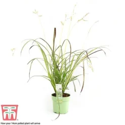 Chlorophytum Saundersiae 'Starlight' -Garden Central Sales Store CHLO KA8720 H