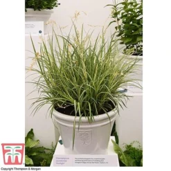 Chlorophytum Saundersiae 'Starlight' -Garden Central Sales Store CHLO KA8720 RHS