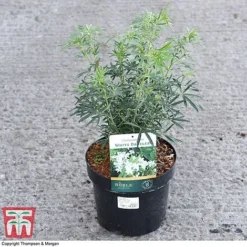 Choisya X Dewitteana 'White Dazzler' -Garden Central Sales Store CHOI 62039 A