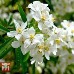 Choisya X Dewitteana 'Aztec Pearl'