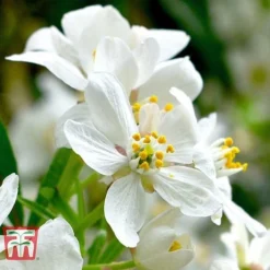 Choisya X Dewitteana 'Aztec Pearl' -Garden Central Sales Store CHOI T66143 C