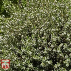 Choisya X Dewitteana 'Aztec Pearl' -Garden Central Sales Store CHOI T66143 D