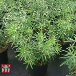 Choisya X Dewitteana 'Aztec Pearl' -Garden Central Sales Store CHOI T66143 F