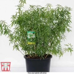 Choisya X Dewitteana 'Aztec Pearl' -Garden Central Sales Store CHOI T66143 G