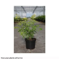 Choisya X Dewitteana 'Goldfingers' -Garden Central Sales Store CHOI T66144 B h