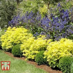 Choisya X Dewitteana 'Goldfingers' -Garden Central Sales Store CHOI T66144 D