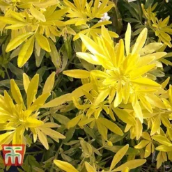 Choisya X Dewitteana 'Goldfingers' -Garden Central Sales Store CHOI T66144 F