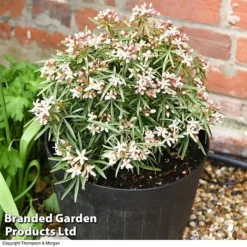 Choisya 'Little Bee' -Garden Central Sales Store CHOI WKC1582 C1