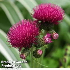 Cirsium Rivulare 'Atropurpureum' -Garden Central Sales Store CIRS ATROPURPU T07804