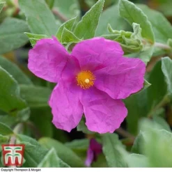 Cistus X Pulverulentus 'Sunset'