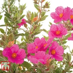 Cistus X Pulverulentus 'Sunset' -Garden Central Sales Store CIST T66145 C