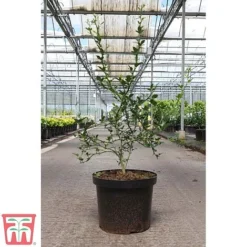 Citrus Trifoliata -Garden Central Sales Store CITR TKA3374 B