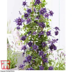 Clematis 'Kokonoe' -Garden Central Sales Store CLEM KA8209 D
