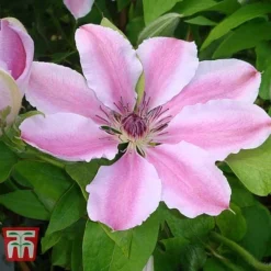 Clematis 'Nelly Moser' -Garden Central Sales Store CLEM T58049 B