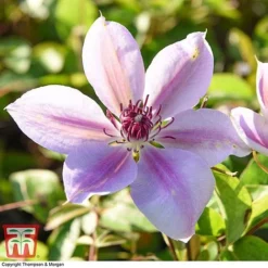 Clematis 'Nelly Moser' -Garden Central Sales Store CLEM T58049 BB