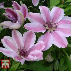 Clematis 'Nelly Moser' -Garden Central Sales Store CLEM T58049 C