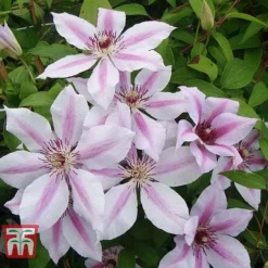 Clematis 'Nelly Moser' -Garden Central Sales Store CLEM T58049 D
