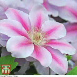 Clematis 'Nelly Moser' -Garden Central Sales Store CLEM T58049 E