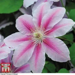 Clematis 'Nelly Moser' -Garden Central Sales Store CLEM T58049 F