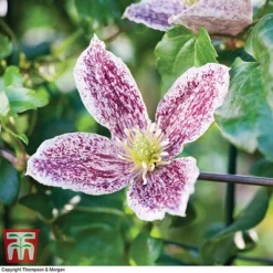 Clematis Cirrhosa Var. Purpurascens 'Freckles' -Garden Central Sales Store CLEM T59148 C1
