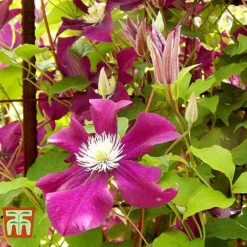 Clematis 'Ernest Markham' -Garden Central Sales Store CLEM T59151 D