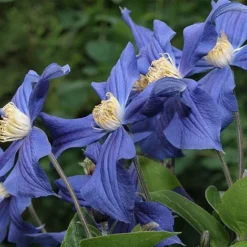Clematis X Durandii