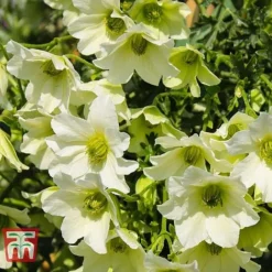 Clematis 'Early Sensation' -Garden Central Sales Store CLEM T59407 C