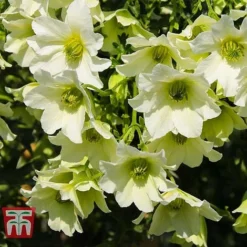Clematis 'Early Sensation' -Garden Central Sales Store CLEM T59407 D
