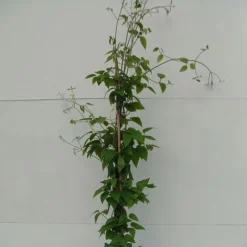 Clematis 'Justa' -Garden Central Sales Store CLEM T59416 A h
