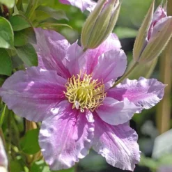 Clematis 'Piilu' -Garden Central Sales Store CLEM T59431 B h