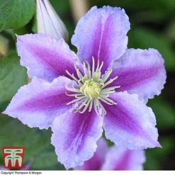 Clematis 'Piilu' -Garden Central Sales Store CLEM T59431 F