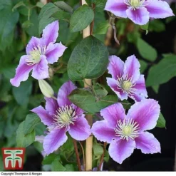 Clematis 'Piilu' -Garden Central Sales Store CLEM T59431 G